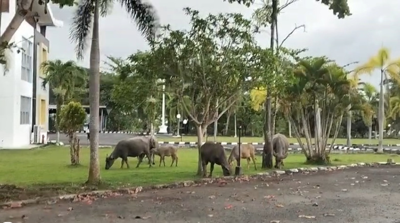 Tak Ingin Berjuang Sendiri, Satpol PP Minta Seluruh Kades dan Warga se-Kabupaten Kaur Tangkap Ternak Liar 