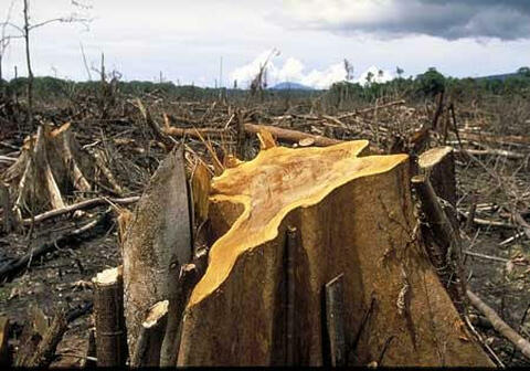 Sebagian dari 64.000 hektare kawasan TNBBS di Kabupaten Kaur Mengalami Deforestasi 