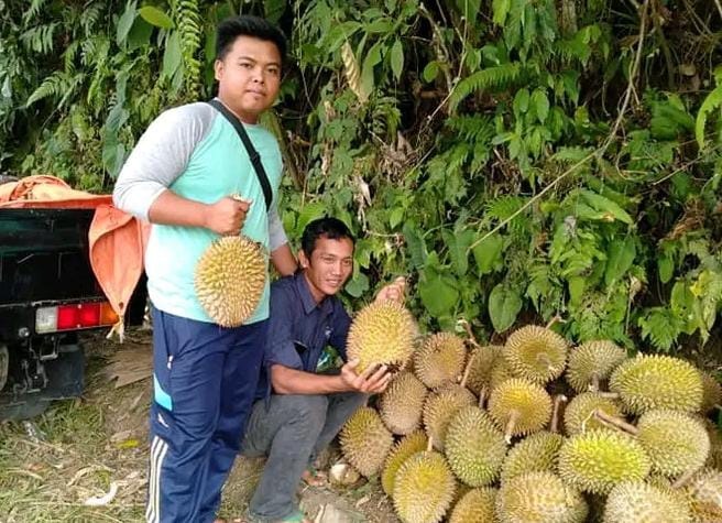 Musim Durian Tiba, Satu Buah Rp 20 Ribu
