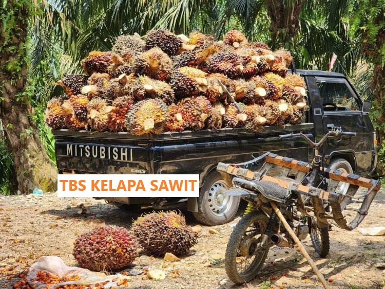 Harga TBS Hari Ini di Provinsi Bengkulu, Simak Faktor Penting Harga TBS Kelapa Sawit