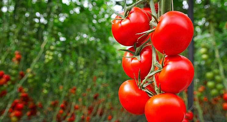 Memperbaiki Tanaman Tomat melalui Penanaman Pendamping 
