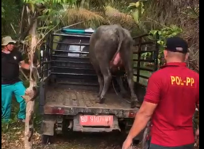 2 Satgas Desa Penertiban Hewan Ternak Ini mulai Bergerak, Desa Lain Baru Wacana 