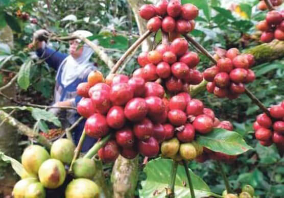 Curah Hujan Tinggi, Petani Kopi Lesu