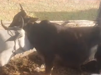 Satpol PP Kaur Komitmen Tertibkan Ternak Liar, 20 Ekor Kembali Diamankan