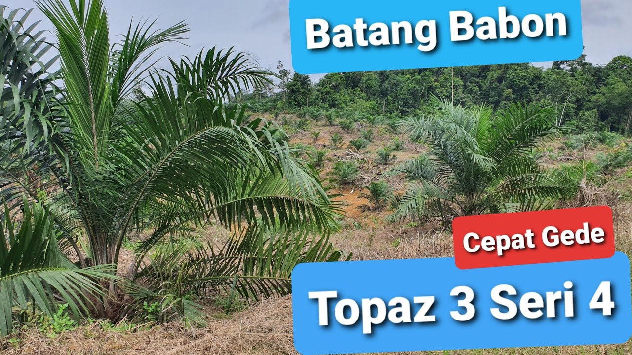 Mengenal Keunggulan Bibit Kelapa Sawit Topaz Dari Asian Agri