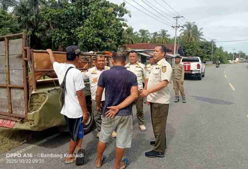 Terbukti Pasif, Kades dan Camat se-Kabupaten Kaur Disinyalir Tak Dukung Penegakan Perda Hewan Ternak