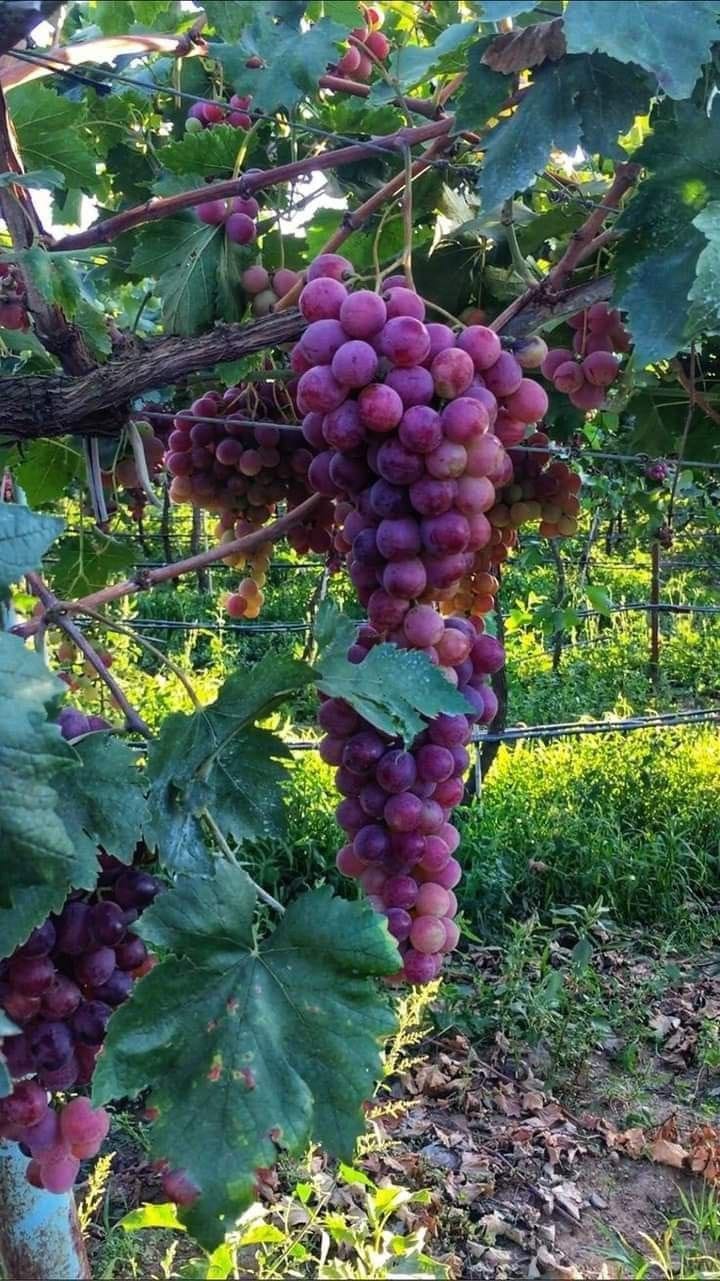 Wisata Kebun Anggur Eropa di Kaur Bengkulu, Rekomendasi Liburan Akhir Tahun!