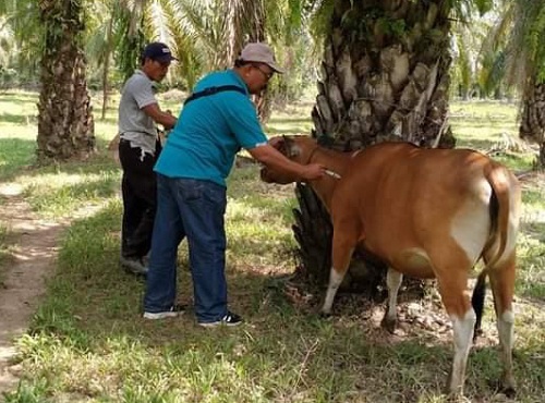 PMK menggila, Bantuan Vaksin PMK Ditambah