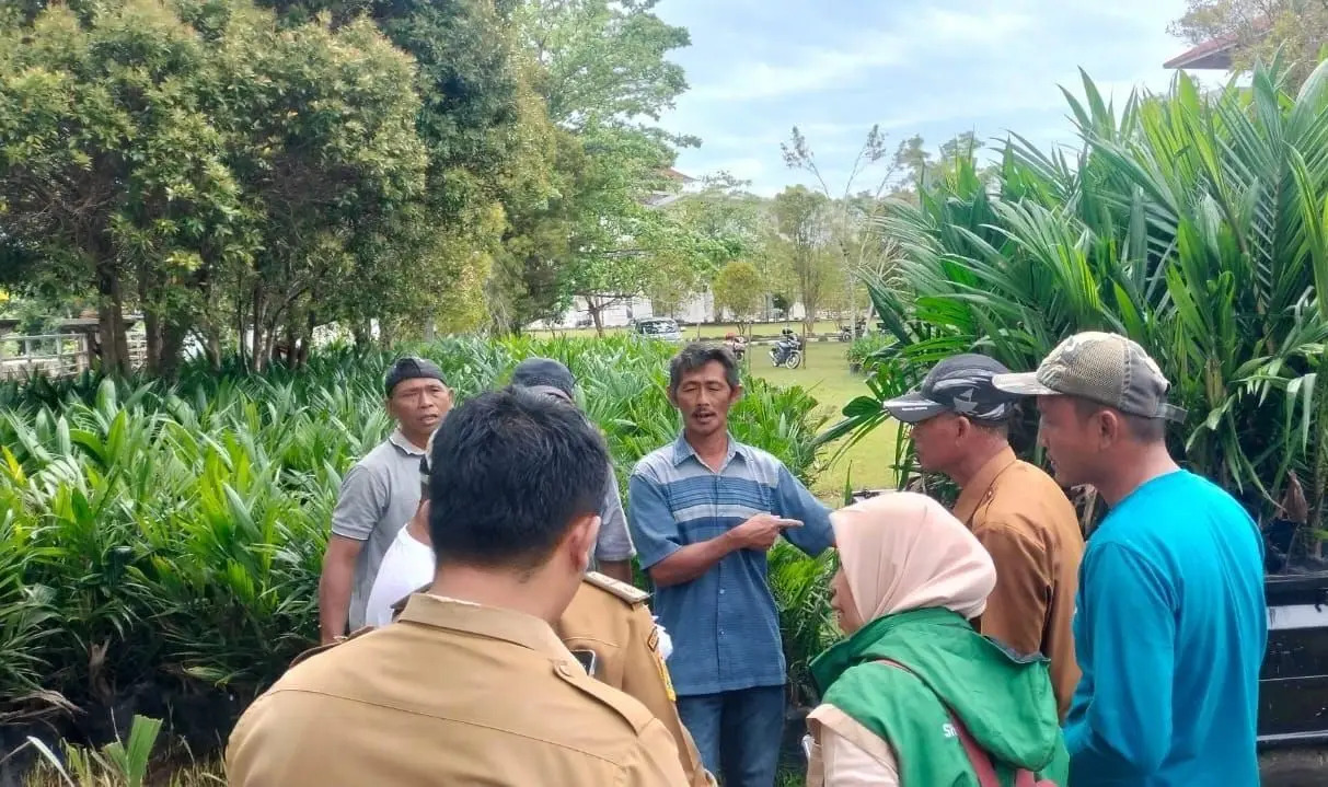 Pemda Kabupaten Kaur Bagi-bagi 20 Ribu Bibit Sawit Gratis, Tahap Pertama