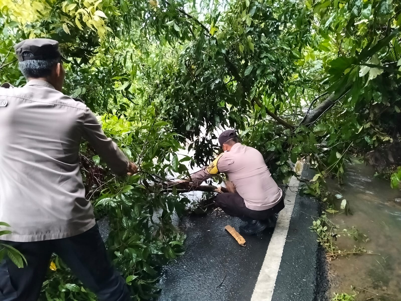 Piket Yanmas Polsek Kaur Tengah Polres Kaur Evakuasi Pohon Tumbang