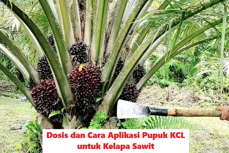 Cara Aplikasi PUPUK KCL untuk KELAPA SAWIT, Dosis dan 9 Manfaatnya 