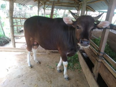 Keluarga Radar Kaur Kurban Satu Sapi, 2 Kambing