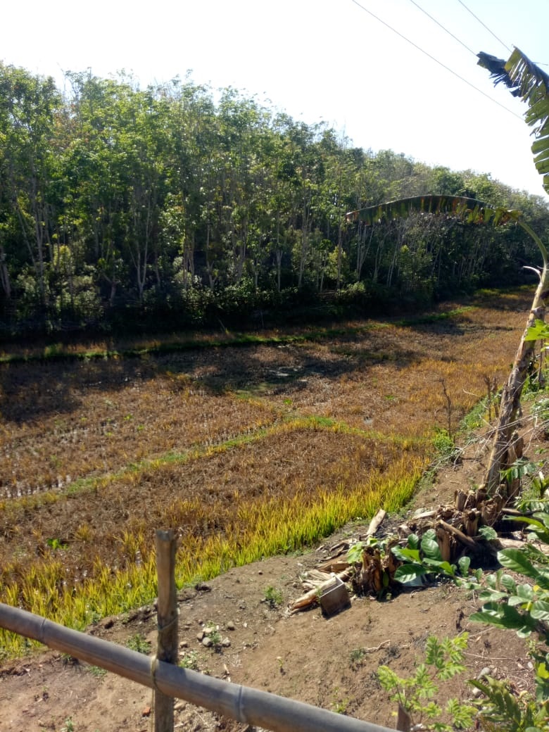 Habis Diserang Hama, Sawah Ditinggalkan