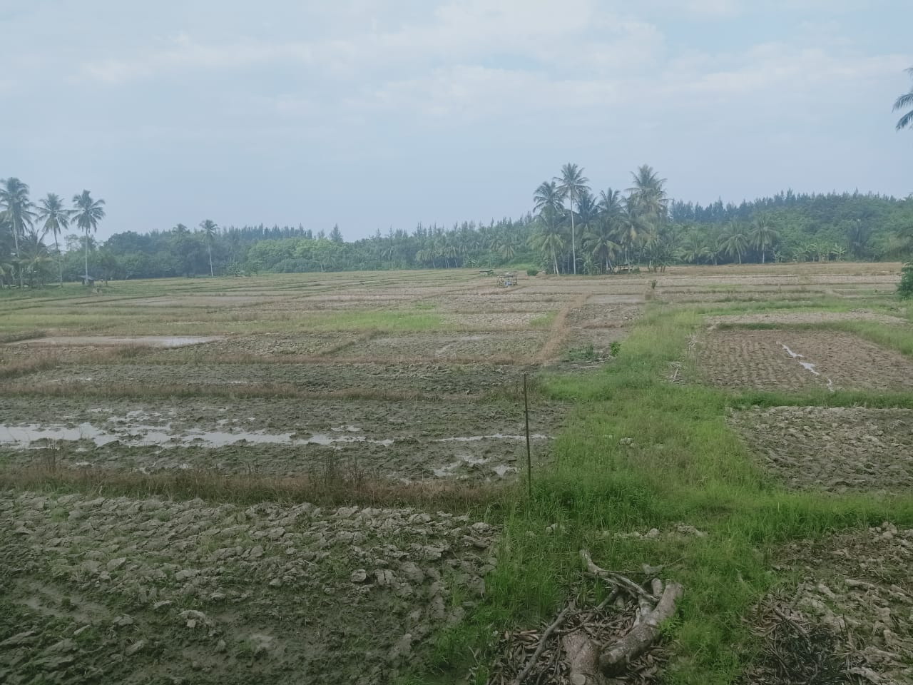 Petani Sawah Tadah  Hujan Mulai Cemas