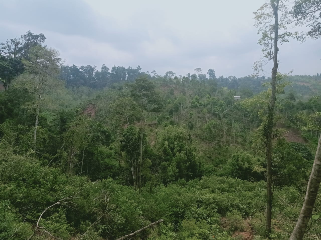 Kebun Kopi di TNBBS  Semakin Meluas