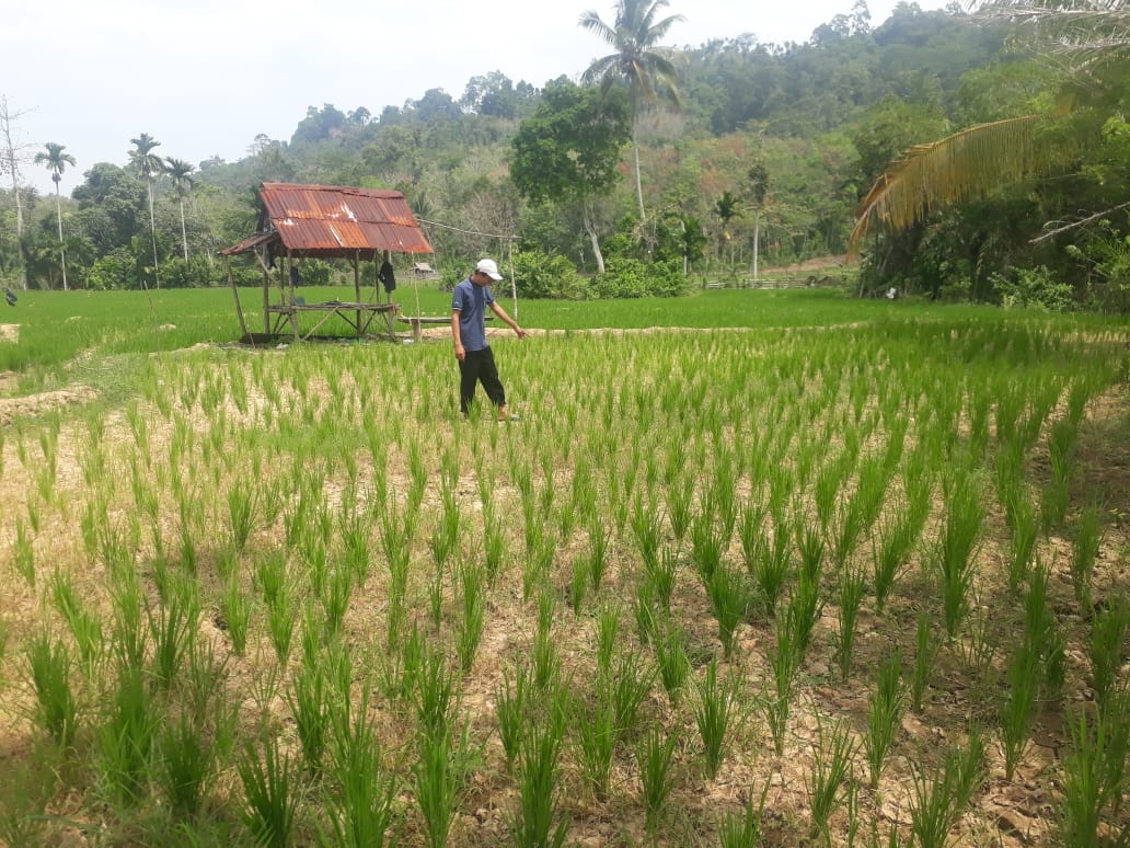 Panas Seminggu Lagi, Sawah Tadah Hujan Gagal // Sumur Warga Mulai Kering