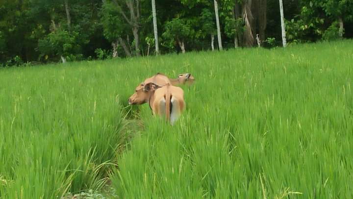 Padi Dipanen Sapi, Petani Sawah Gigit Jari