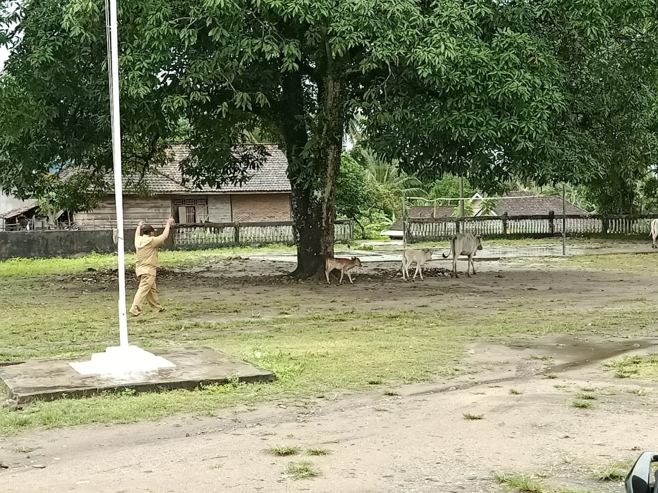 Perda Ternak Mandul dan Masyarakat Bandel