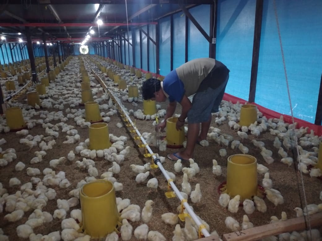 Pasokan Bibit Dikurangi 50 Persen, Peternak Ayam Pedaging Merugi