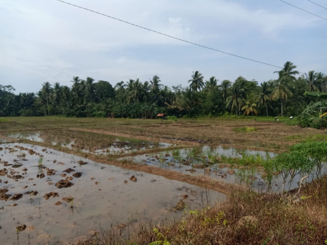 Sorot Pupuk Subsidi jelang Musim Sawah