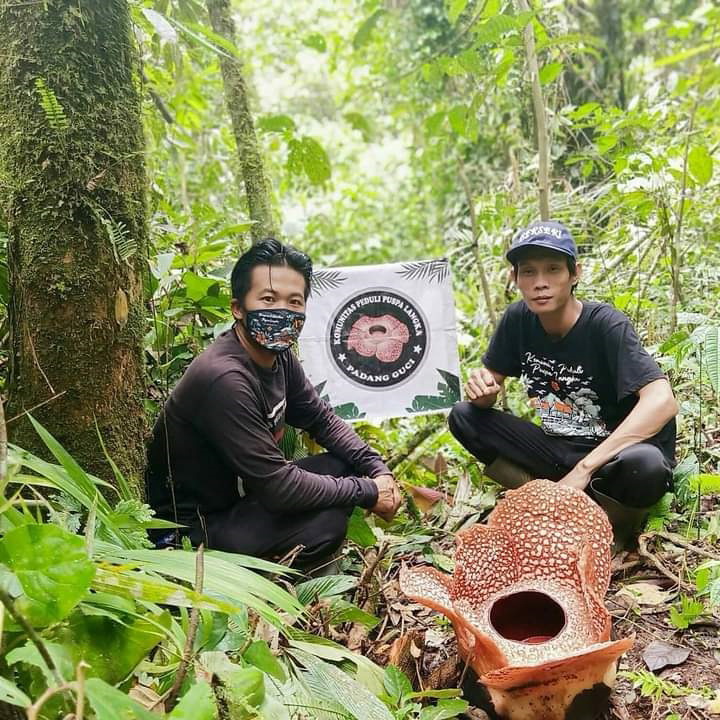 Bunga Rafflesia Mekar Lagi di Kaur