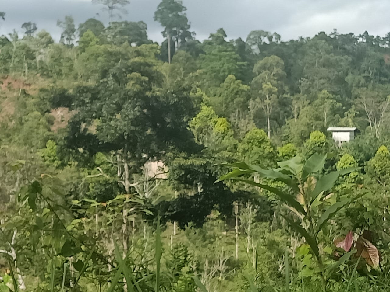 Makin Ramai, Perambah TNBBS dari BS, Lampung dan Jawa