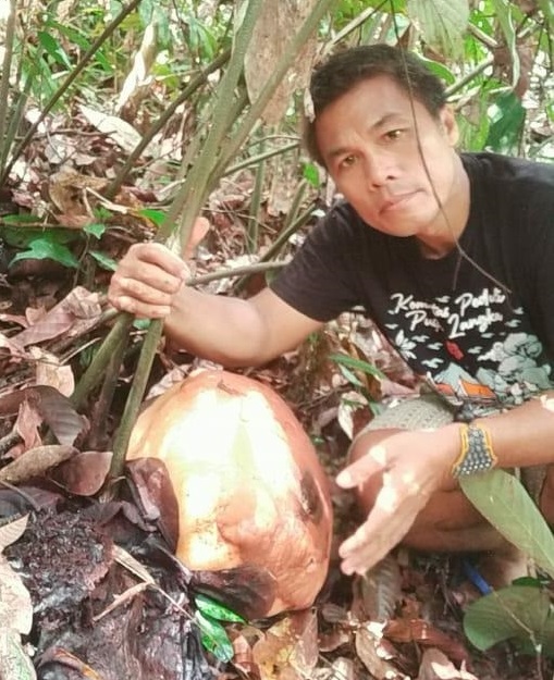 14 Bongkol Bunga Raflesia Siap Mekar