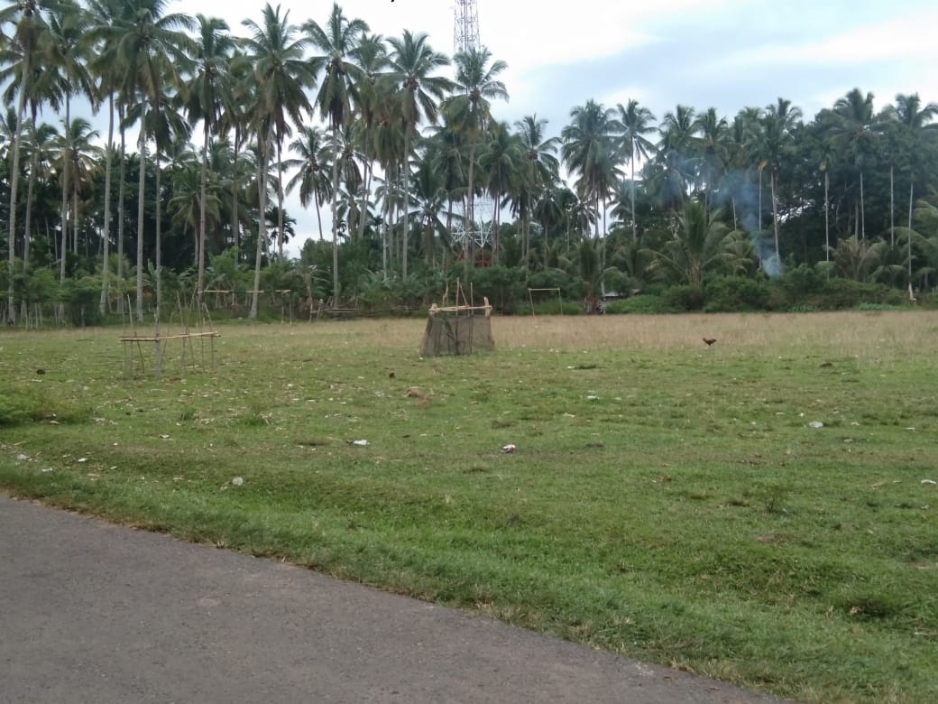 Tak Jelas Alasan, Lapangan Olahraga Ditanami Kelapa