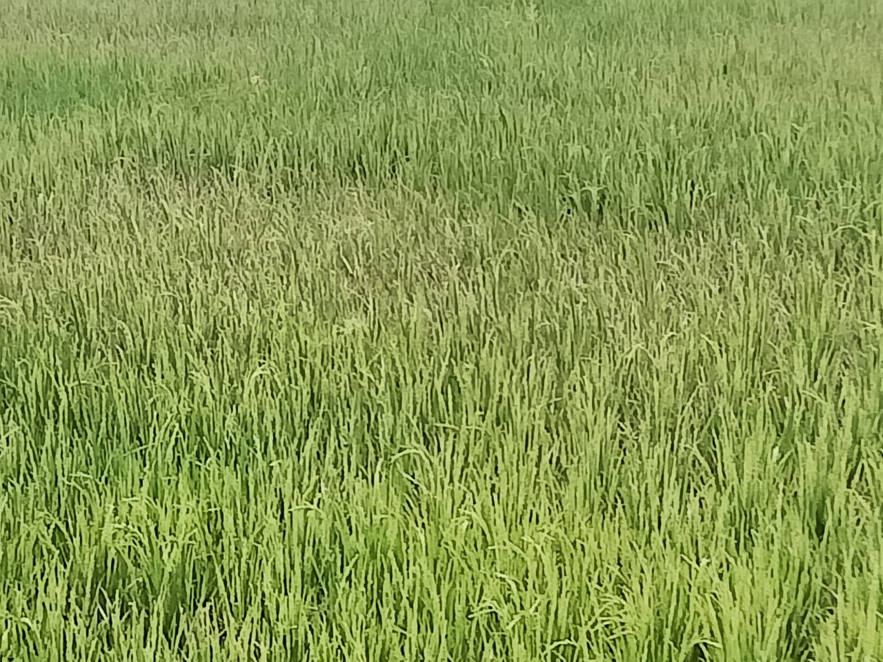 Sawah Ulak Pandan Diserang Tungro