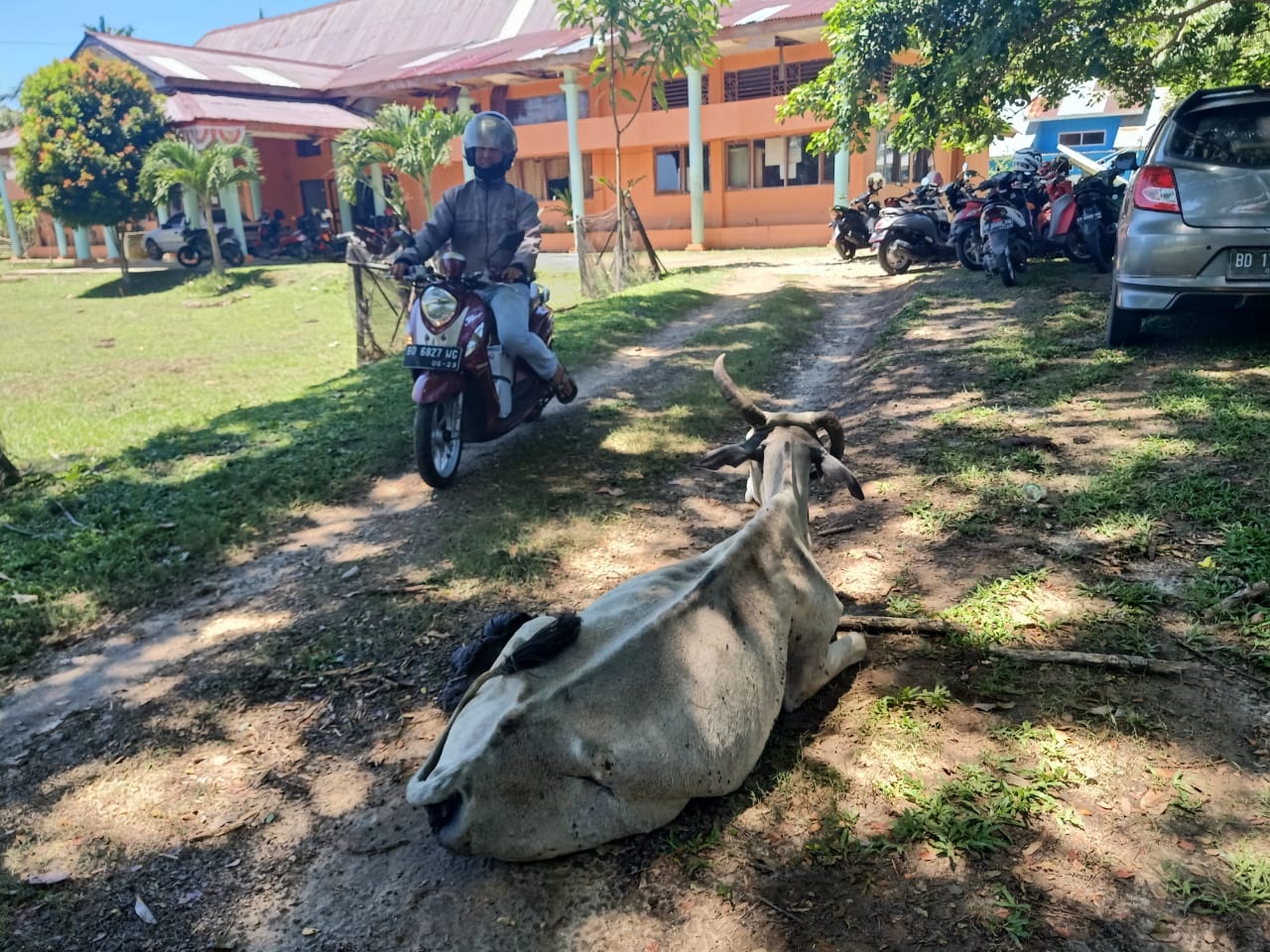 Sapi Lumpuh Bermalam di Kancam Maje