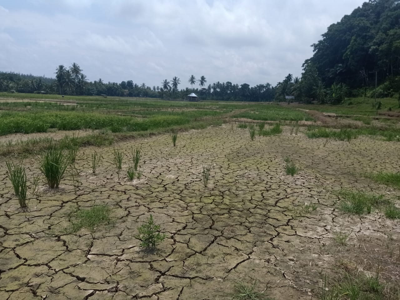 Curah Hujan Kurang, Sawah Telat Tanam