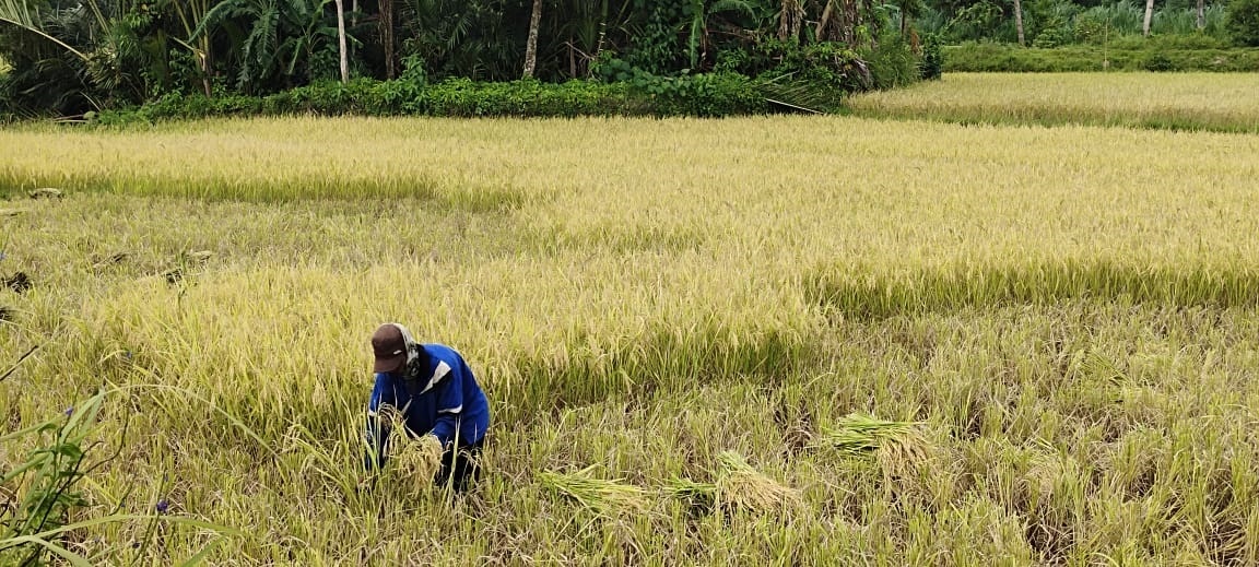 Hamparan Sawah Petani Senehak Mulai Panen