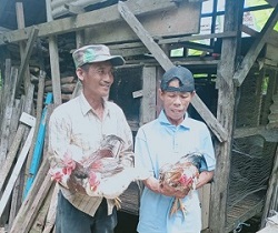 Paceklik, Maling Ayam Berkeliaran