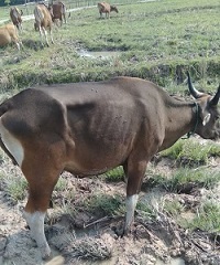 Diduga Jembrana, Puluhan Sapi Mengurus dan Mati