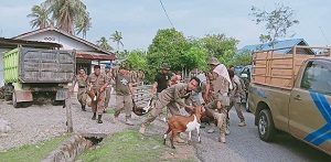 Perda Ternak dan Miras Direvisi Tahun Ini