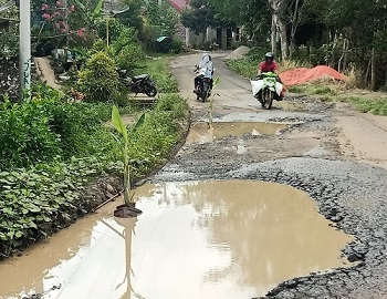 Di Jalan Hotmik Berlubang, Warga Tanam Pisang