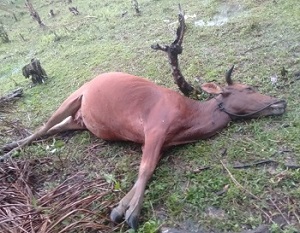 Polisi Selidiki Sebab Sapi Cakades Mati Diracun