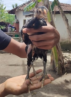 Ayam Bangkok Tiga Kaki