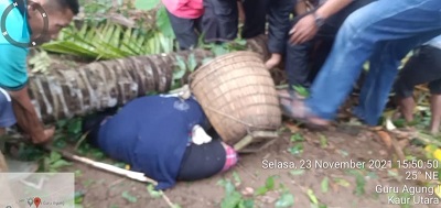 Nenek Tertimpa Pohon Kelapa di Kebun, Meninggal Dunia