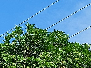 Pohon Mangga Tempel Kabel, Warga Keluh Layanan PLN