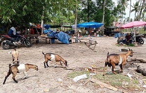 Ternak jadi Musuh Pedagang Buah dan Target Pencurian