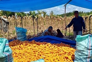 Petani Jagung Untung Besar