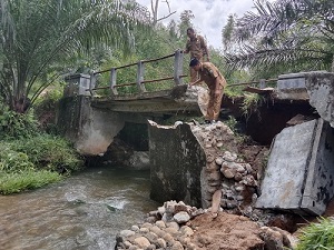 150 Ha Kebun Sawit Rawan Gagal Angkut