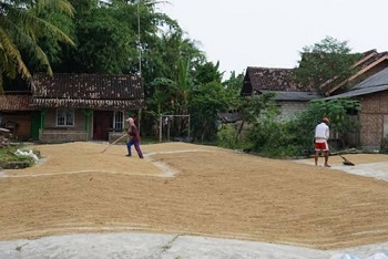 Hasil Panen Jaga Ketahanan Pangan Daerah