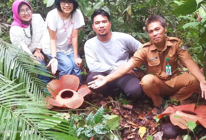 Mengunjungi Kawasan Endemik Bunga Rafflesia di Kaur