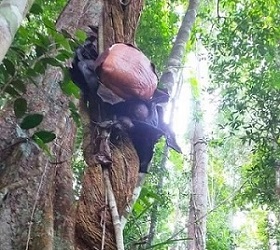 Kunjungi Bunga Rafflesia dengan Bijak