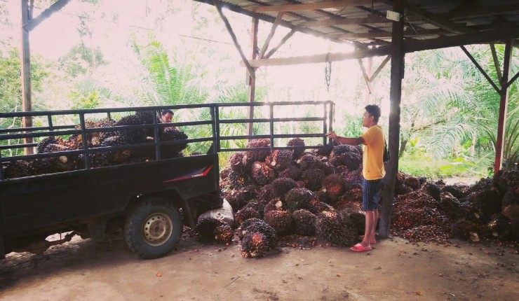 Harga Sawit Anjlok, Petani Dibayangi Tunggakan Kredit