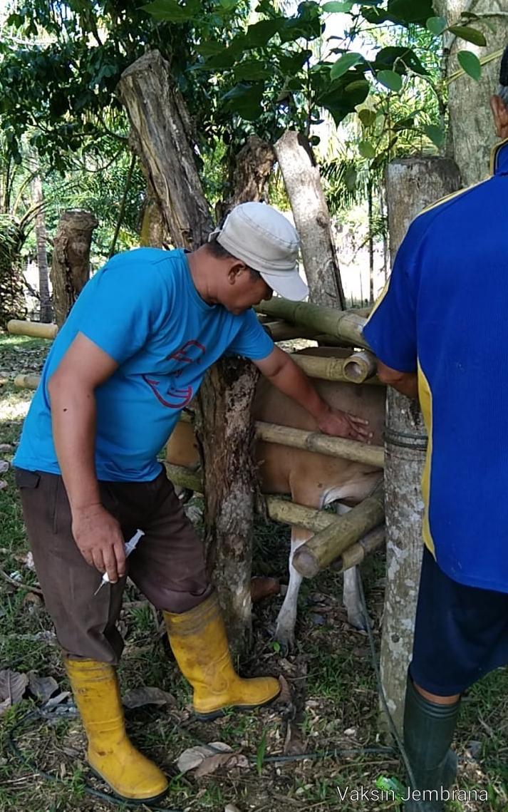 Vaksin Virus Jembrana Cuma Untuk Sapi Bali Sehat