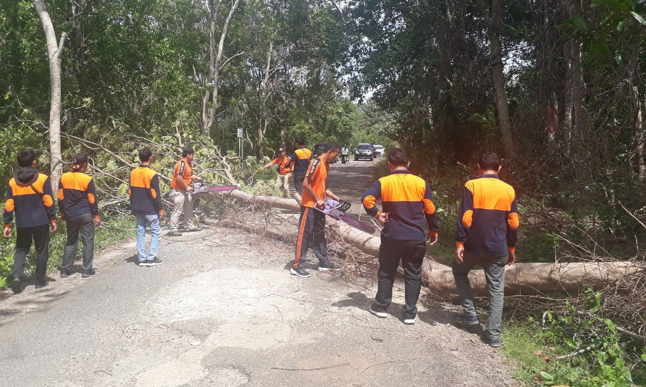 Angin Kencang, Pohon Tumbang, Akses Jalan Menuju Perkantoran Sempat Macet