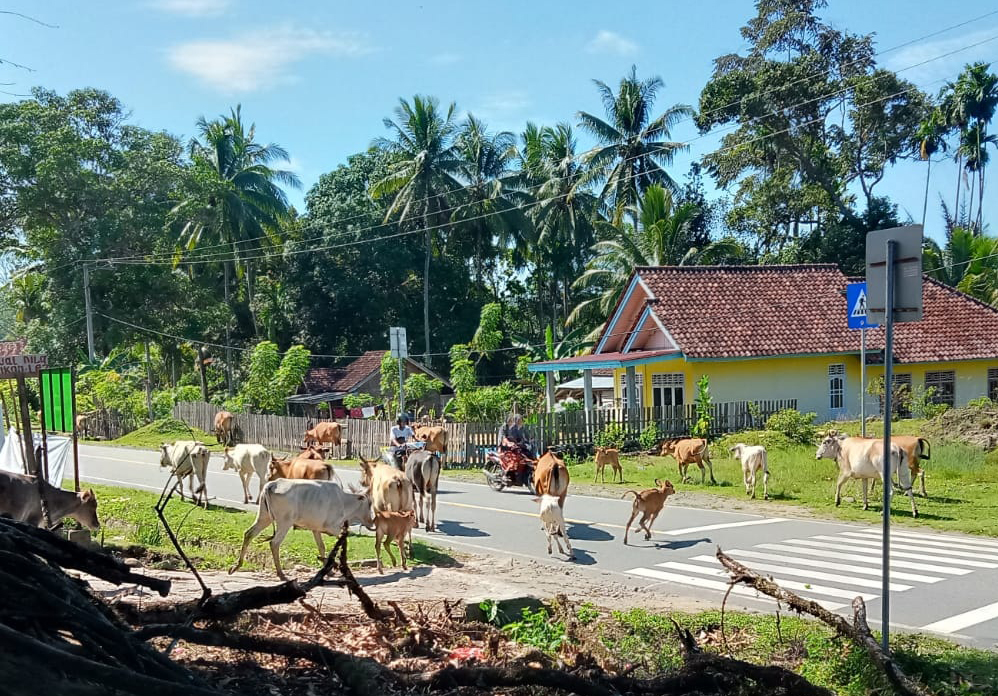 Pemilik Sapi di Nasal Masih Kangkangi Perda